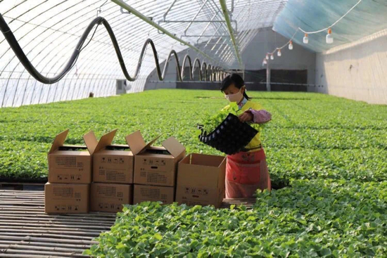 高官寨规划最新动态，科技引领未来，重塑城市魅力